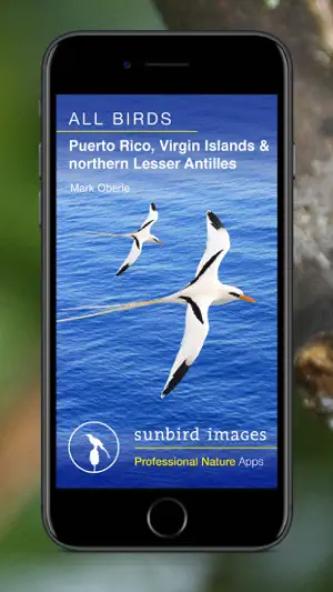 All Birds PR -> Antigua